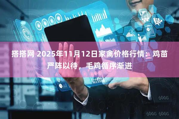 搭搭网 2025年11月12日家禽价格行情:鸡苗严阵以待,毛鸡循序渐进